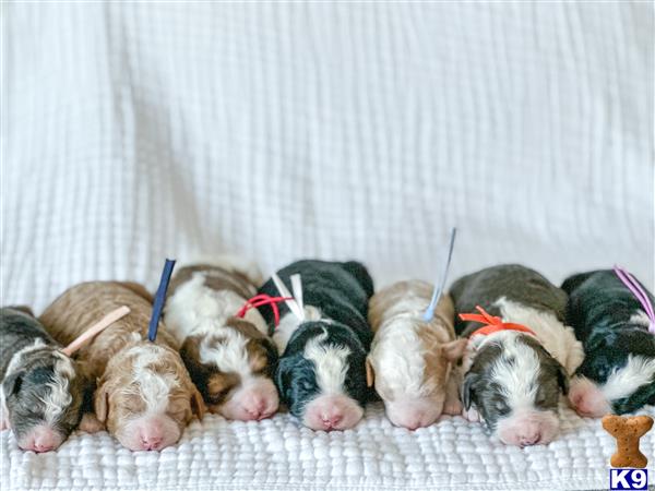f1goldens Picture 2